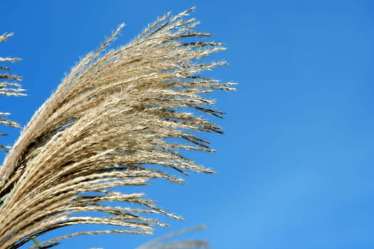 A group of Fall bush seeds