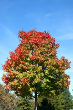 An Autumn Tree against a blue sky