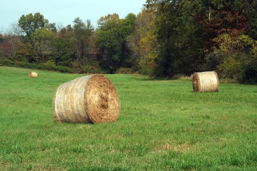 Hay Rolls in a green field with trees
