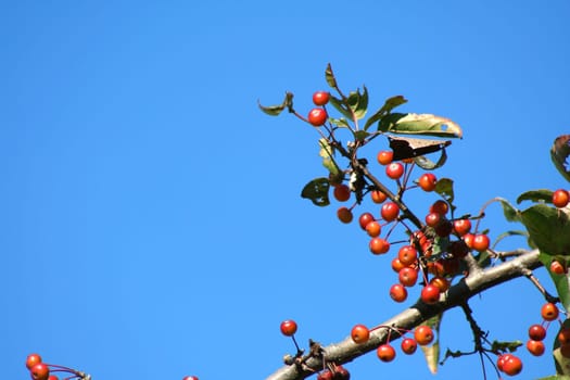 Group of Berries on a tree branch