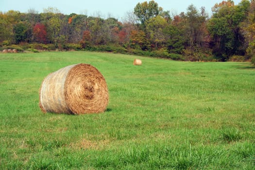 Hay Rolls in a green field with trees