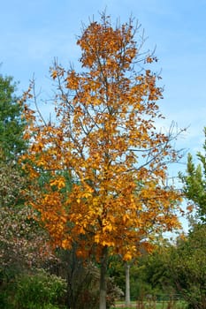 An Autumn Tree against a blue sky