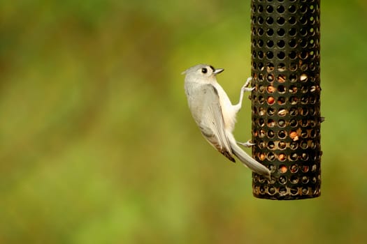 A Tufted Titmouse at a black bird feeder
