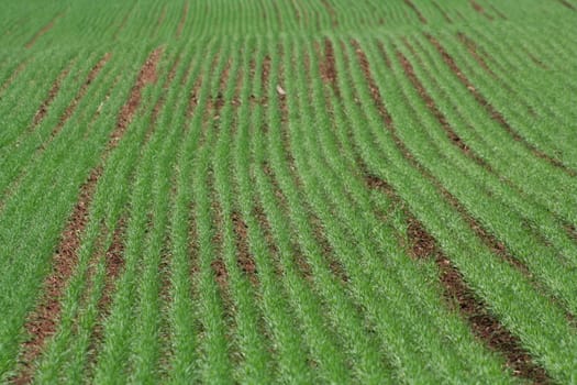 Planted rows of new grass in a field