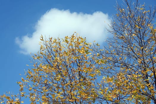Autumn Leaves changing color on some trees