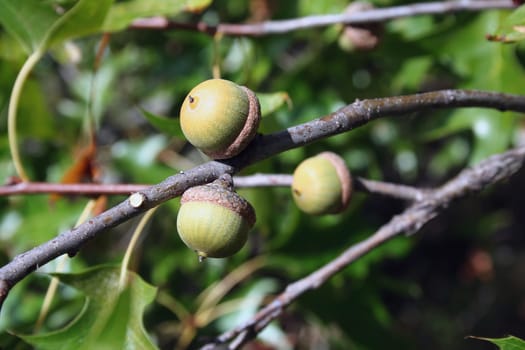 Three acorns on the branch of an oak tree