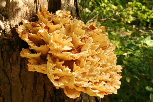 A large Tree fungus on a tree