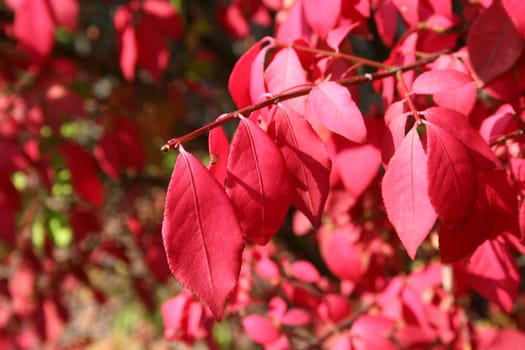Autumn Red Leaves on a tree