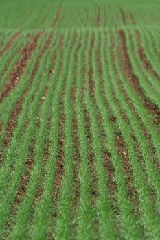 Planted rows of new grass in a field
