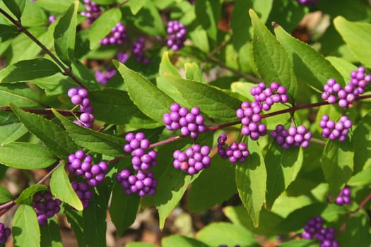 Group of Berries on a tree branch