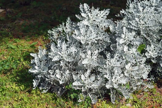 A Silver Dust Dusty Miller plant