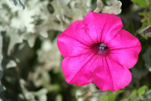 A Purple Petunia with dusty miller
