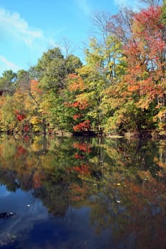 A reflection of the trees in a river