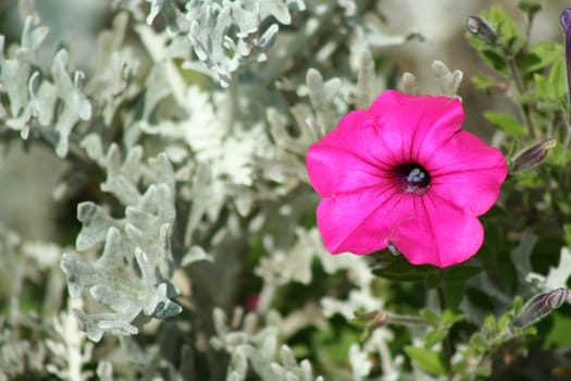 A Purple Petunia with dusty miller