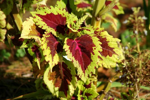 Coleus Plant leaves in a garden