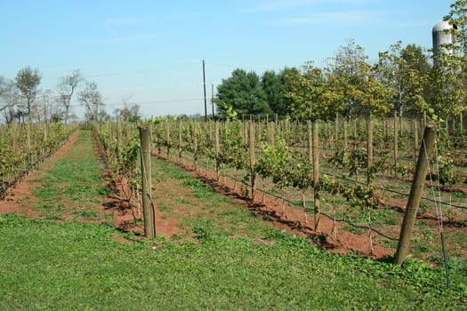 Rows of Grapes against a blue sky