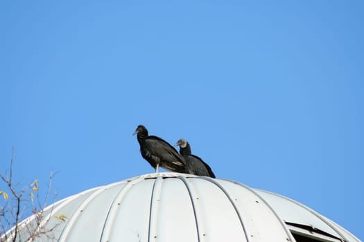 Two Black Vultures on a silo