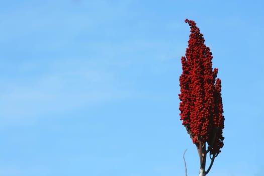 A Red Weed Flower against a blue sky