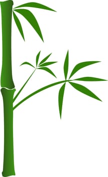 Bamboo on white