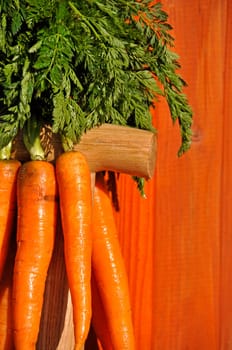 fresh carrots