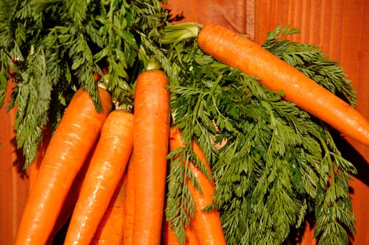 fresh carrots