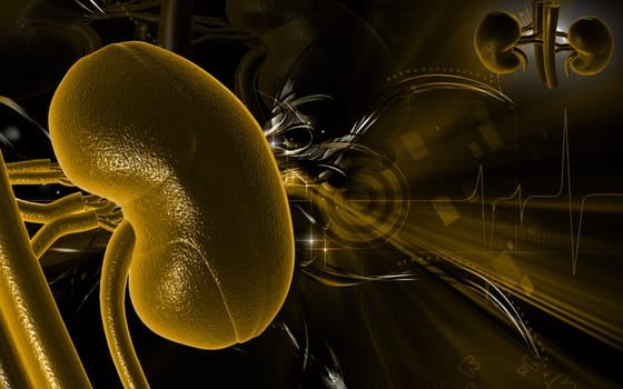 Digital illustration of kidney in colour background