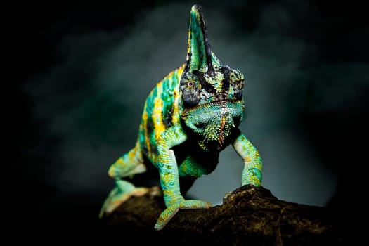 Chameleons