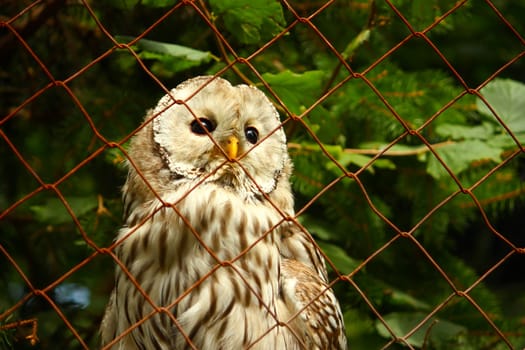 An owl in a cage at the zoo looking through the wire mesh
