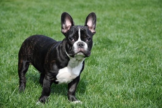 French Bulldog