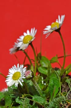 Daisy