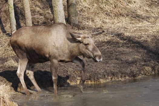 Elk