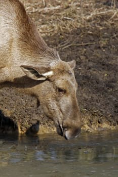 Elk