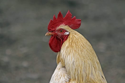 White Rooster