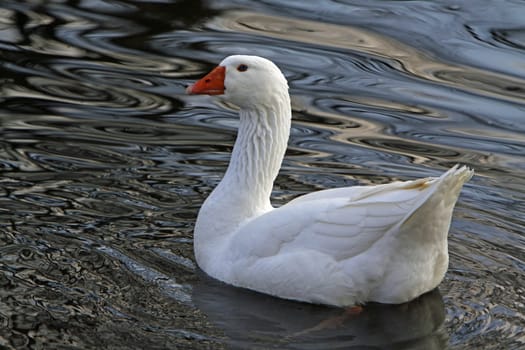 White domestic goose in the water