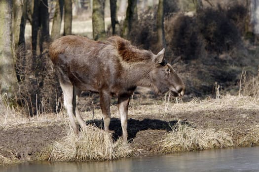 Elk