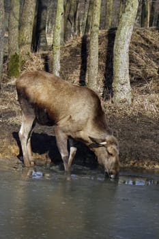 Elk