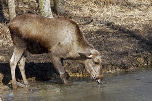 Elk