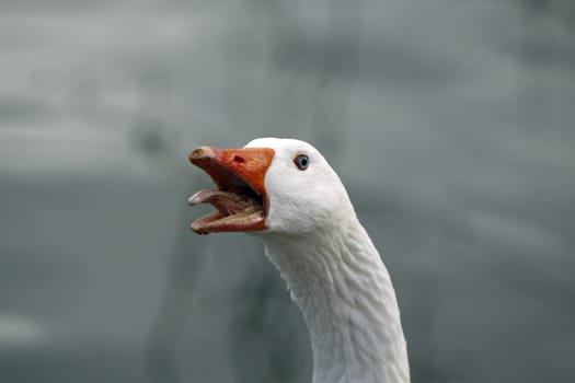 Hissing goose