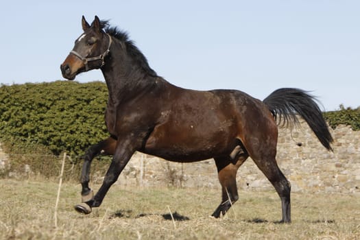 Galloping Trakehner