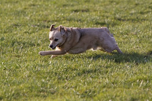 Running mixed breed dog