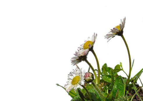 Daisy