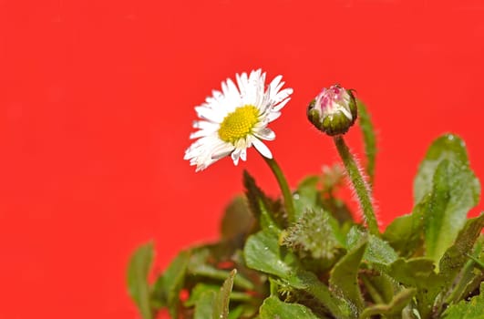 Daisy