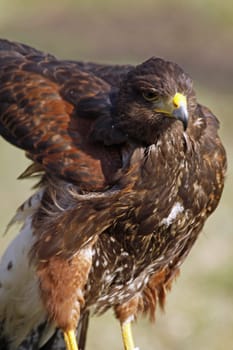 Desert Buzzard