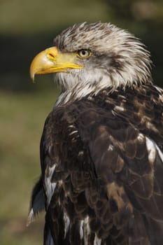 Adolescent bald eagle