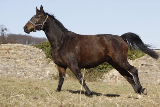 Galloping Trakehner