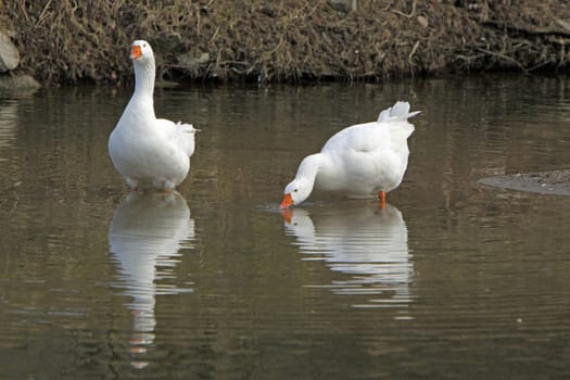 Two domestic geese in the water