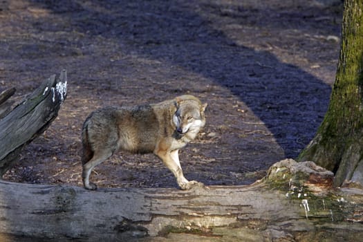 Eurasian wolf