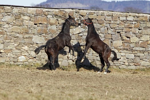 Fighting Trakehner yearlings