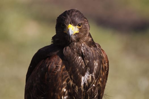 Desert Buzzard