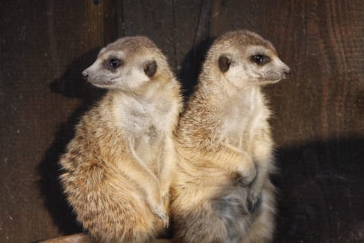 Two meerkats